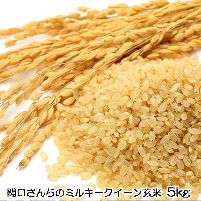 無農薬,こしひかり,コシヒカリ,米,こめ,関口さんちの新米コシヒカリ（白米5k）