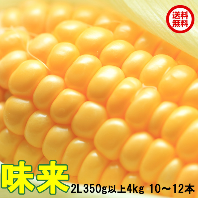 とうもろこし,トウモロコシ,ゴールドラッシュ10本,朝採り,即日配送,送料無料,ギフト