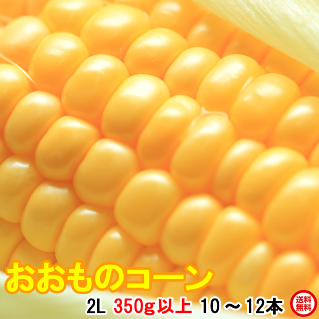 とうもろこし,トウモロコシ,おおもの