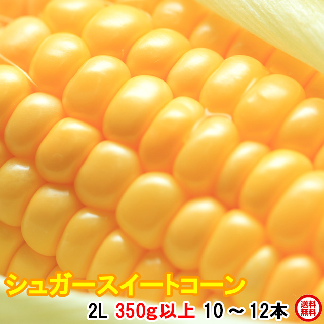 とうもろこし,トウモロコシ,シュガースイートコーン