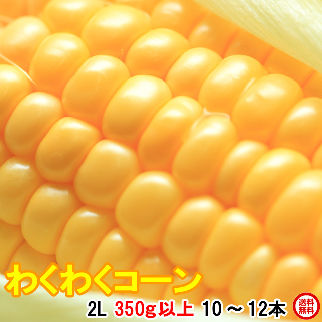 とうもろこし,トウモロコシ,ゴールドラッシュ10本,朝採り,即日配送,送料無料,ギフト