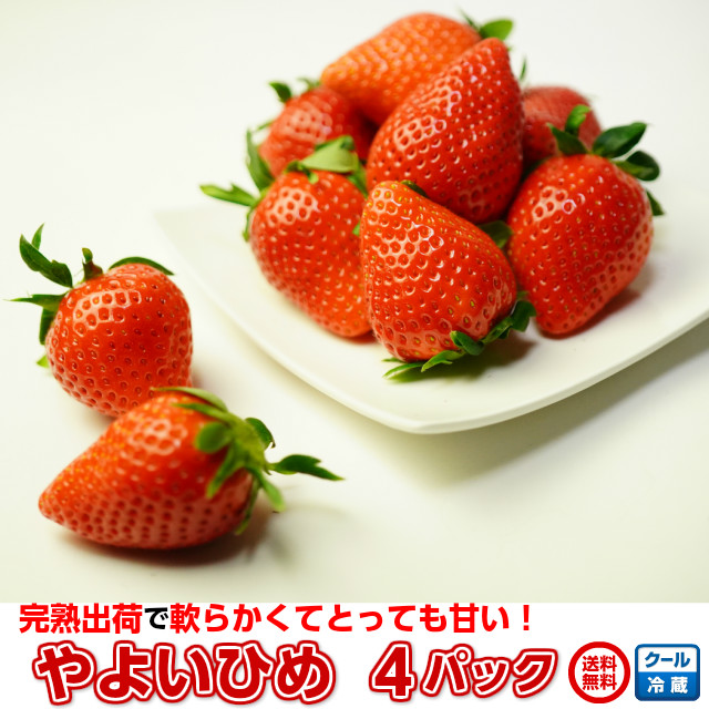 小橋さんちのイチゴ やよいひめ 4P