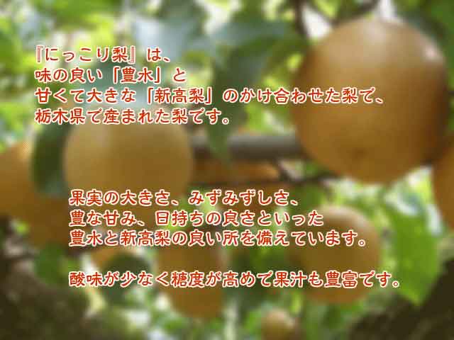 梨 にっこり ギフト なし 完熟 にっこり梨 特選 5L以上 3kg箱 送料無料