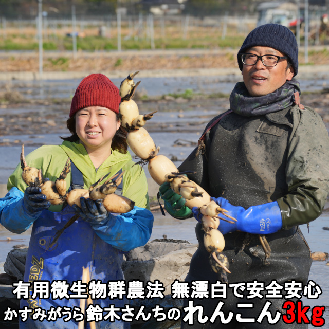 すずき蓮根農園、すずきれんこんパウダー50g,れんこんパウダー,れんこん,蓮根,レンコン,霞ヶ浦れんこん,かすみがうら,有機,お中元,ギフト