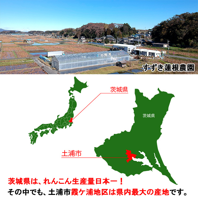 茨城県土浦市、日本一のれんこん産地。その中でもすずき蓮根農園のある霞ケ浦地区は県内最大の産地です。